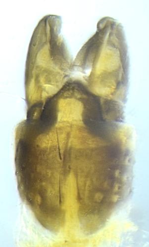 Réf. 327 413 : Orthocladiinae inconnu